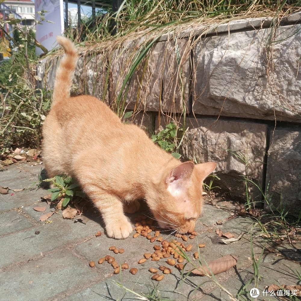 不严谨不专业佛系养猫不完全撸猫手册（内含大量猫片）年轻人慎入