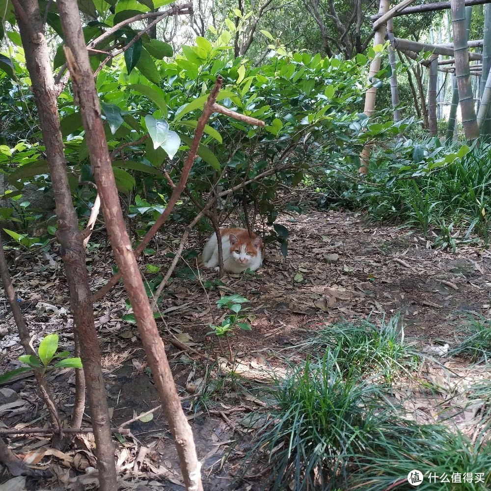 不严谨不专业佛系养猫不完全撸猫手册（内含大量猫片）年轻人慎入