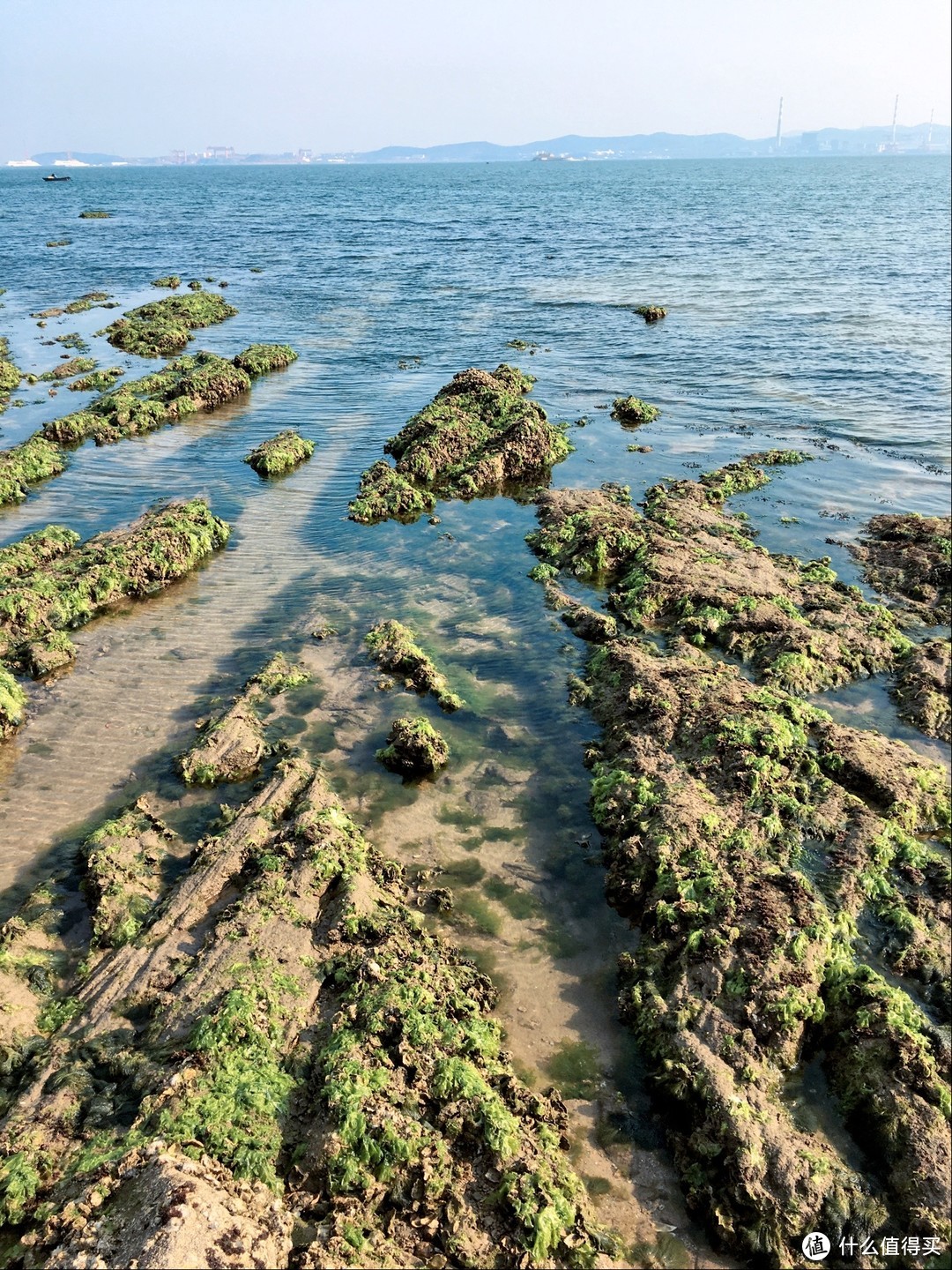 青苔还有海蛎子