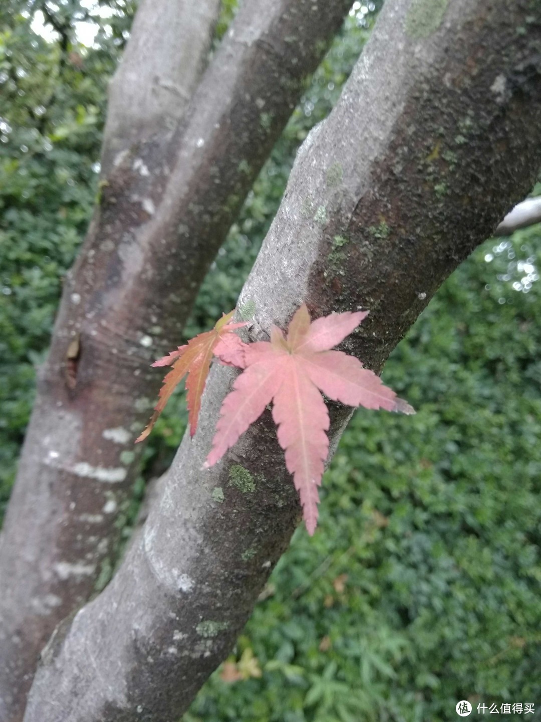 日本零零散散的游玩（三）