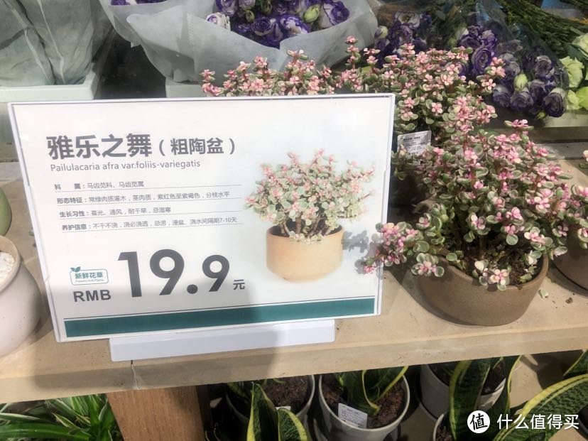 鹿岛普通生活：杭州性价比超高的鲜花、盆栽店游记