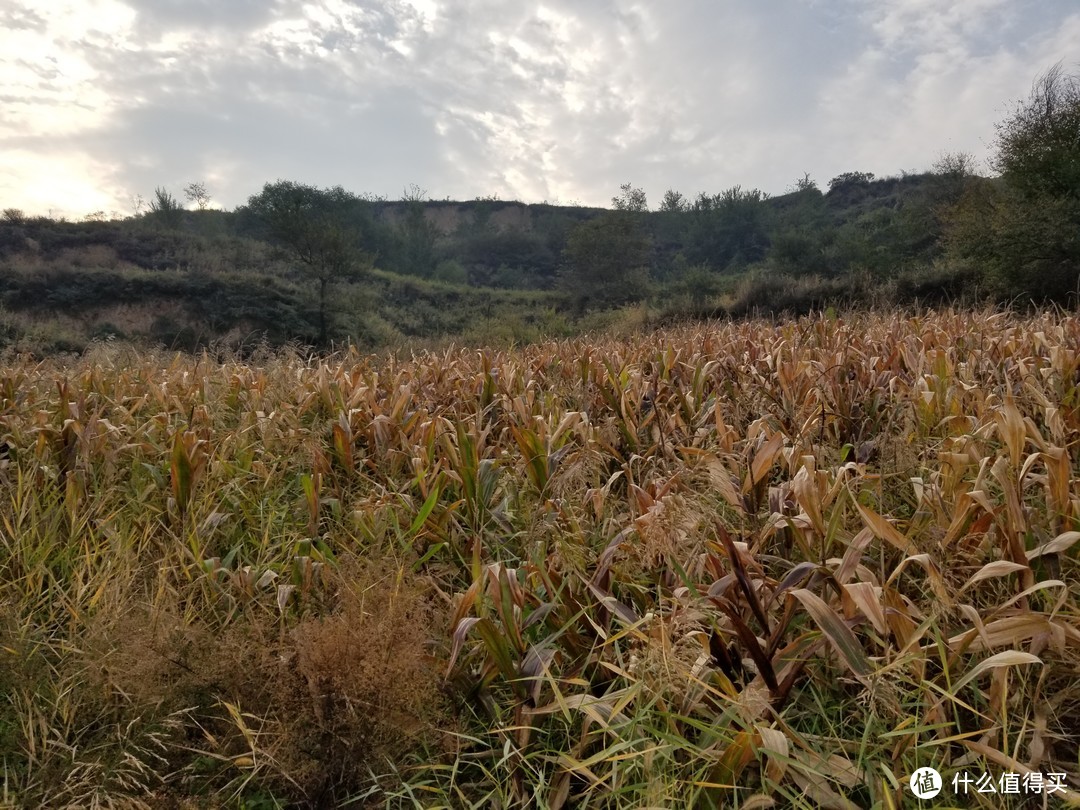 国庆假期----组团开荒玉米地副本