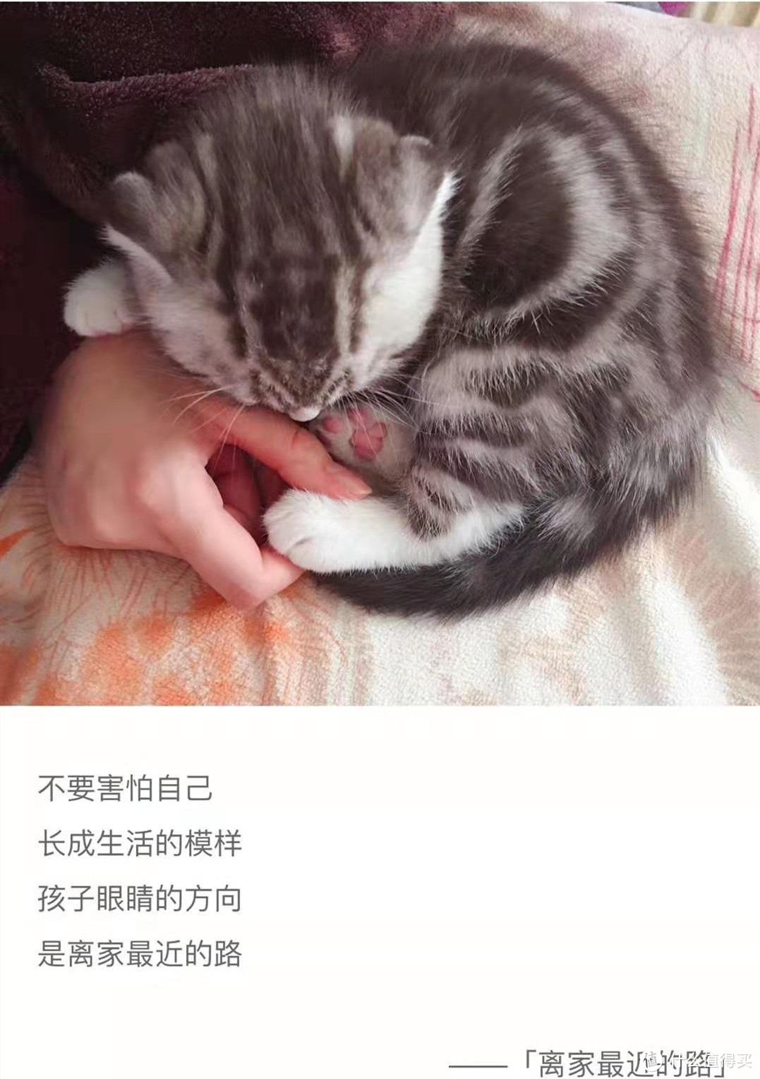 打消养猫顾虑，开局so easy