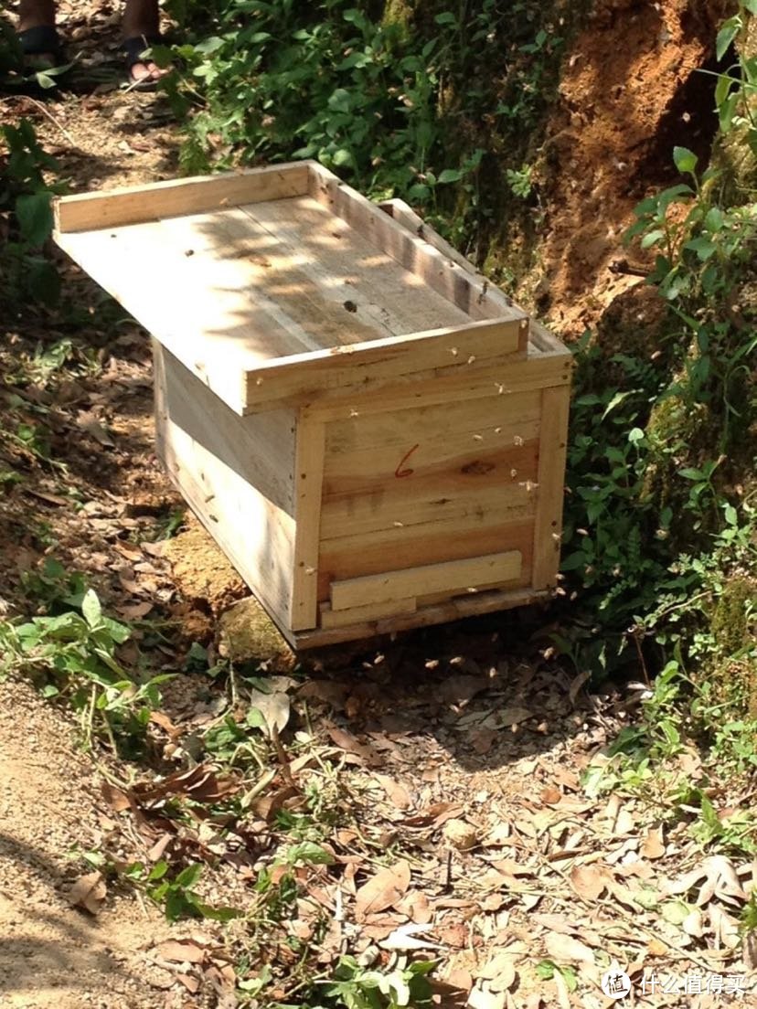 达文西之野生蜜蜂抓捕实录蜂蜜收割及蜂蜜真假辨别方法的辟谣