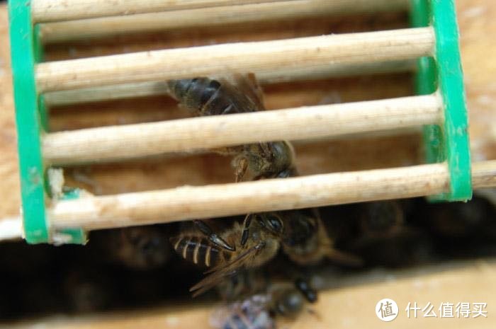 达文西之野生蜜蜂抓捕实录蜂蜜收割及蜂蜜真假辨别方法的辟谣