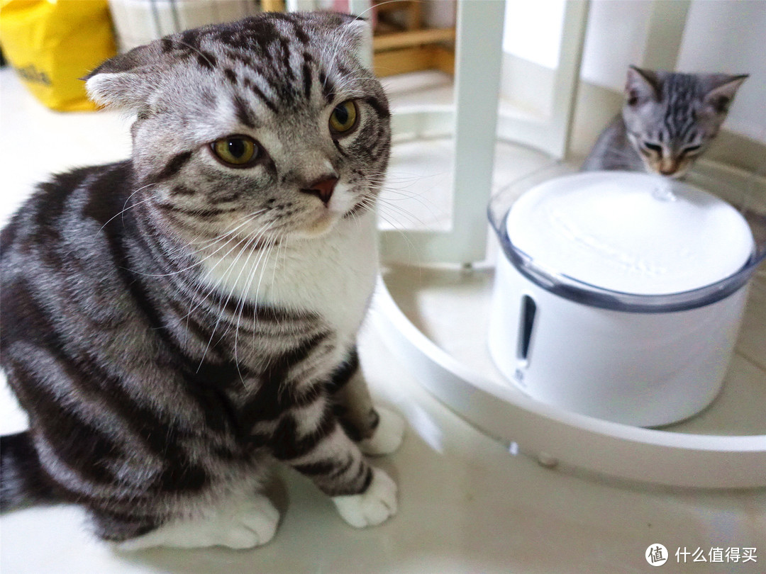 “喵，多喝水！”——霍曼 猫咪/宠物智能饮水机