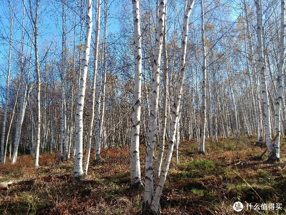 十一周边游--小黄山看五花山