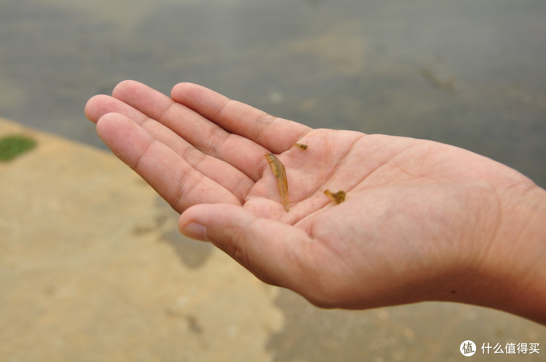 河水好多小虾小鱼，随便用手一捞都能捞上几个