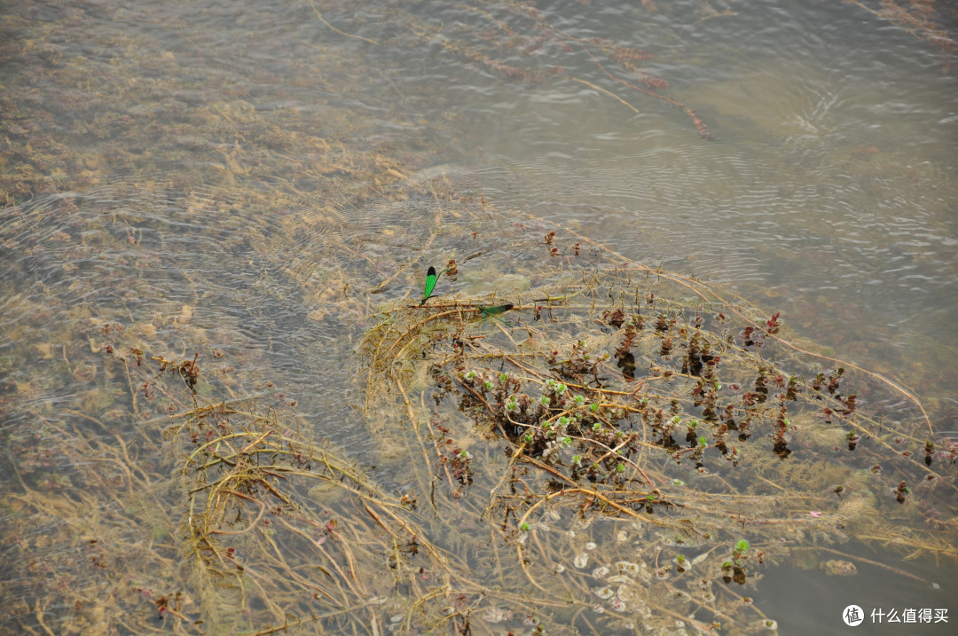 河中的水草和豆娘