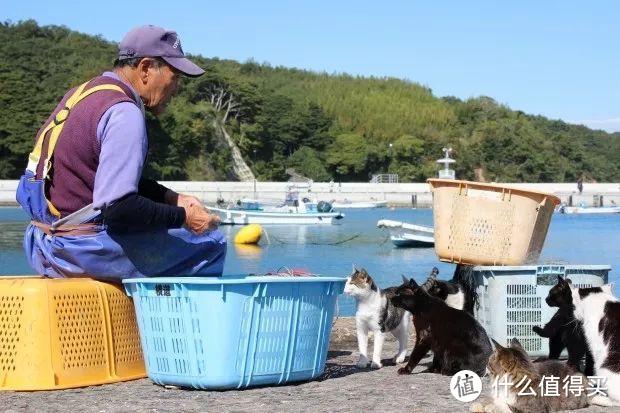 深度吸猫，论如何一次吸出人生巅峰