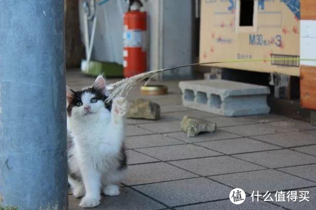 深度吸猫，论如何一次吸出人生巅峰