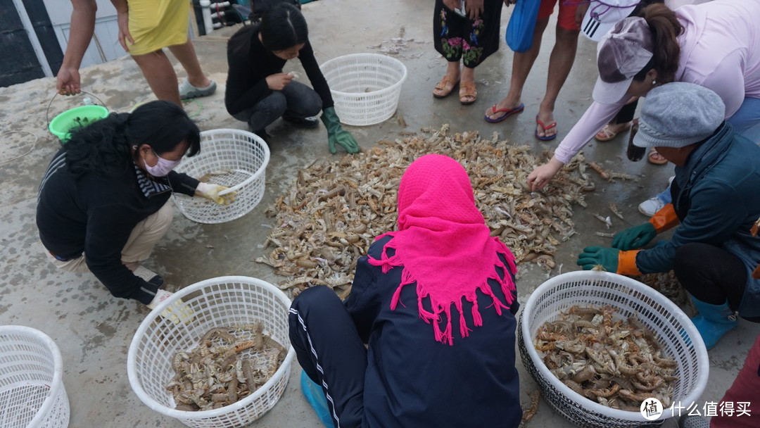 渔民在分拣皮皮虾