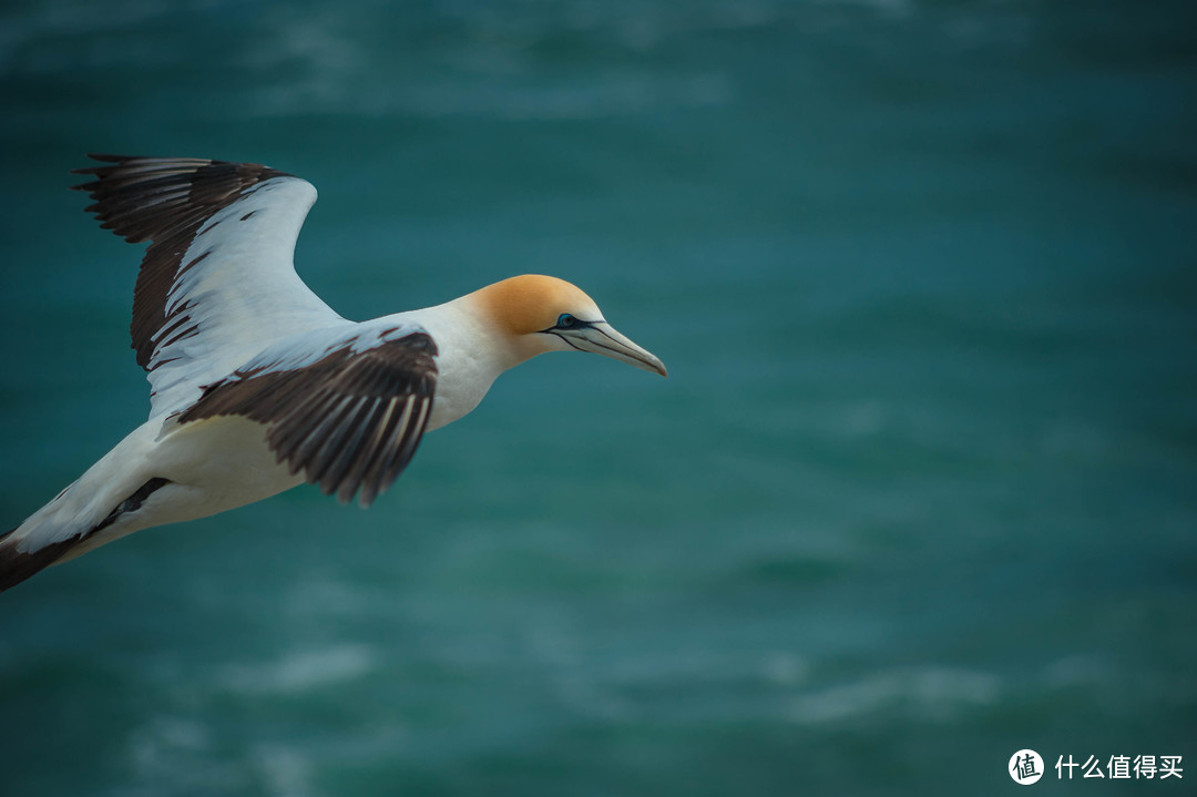 那些年我们错过的镜头：Nikon AF NIKKOR 70-210mm F4-5.6 D