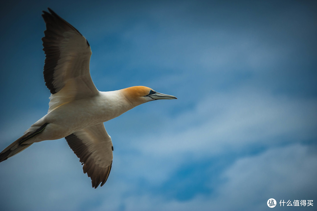 那些年我们错过的镜头：Nikon AF NIKKOR 70-210mm F4-5.6 D