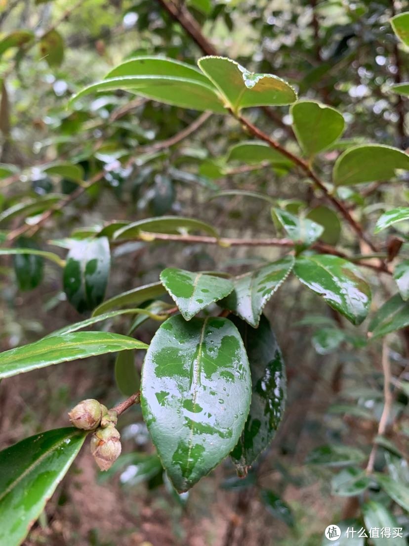 登庐山，好汉坡上另辟蹊径