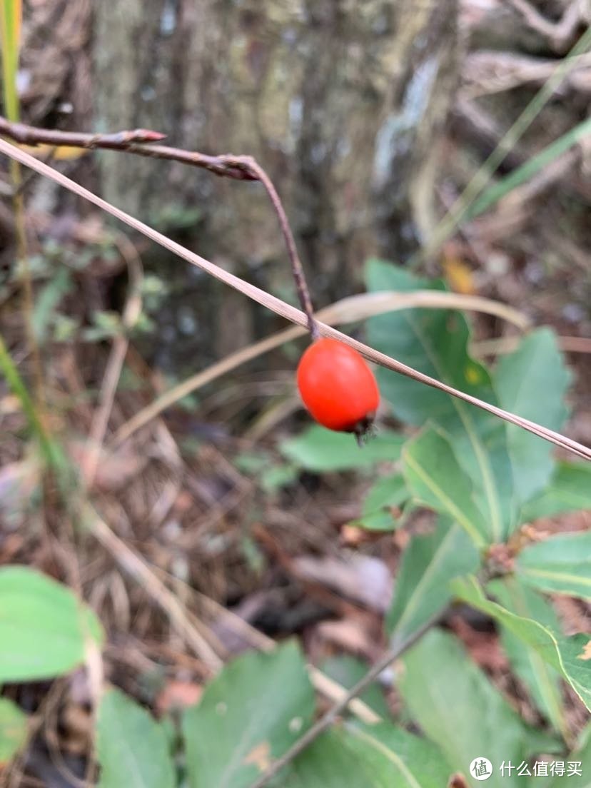 登庐山，好汉坡上另辟蹊径