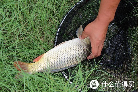 池塘毛桃树下，那连杆鲤鱼的快感……