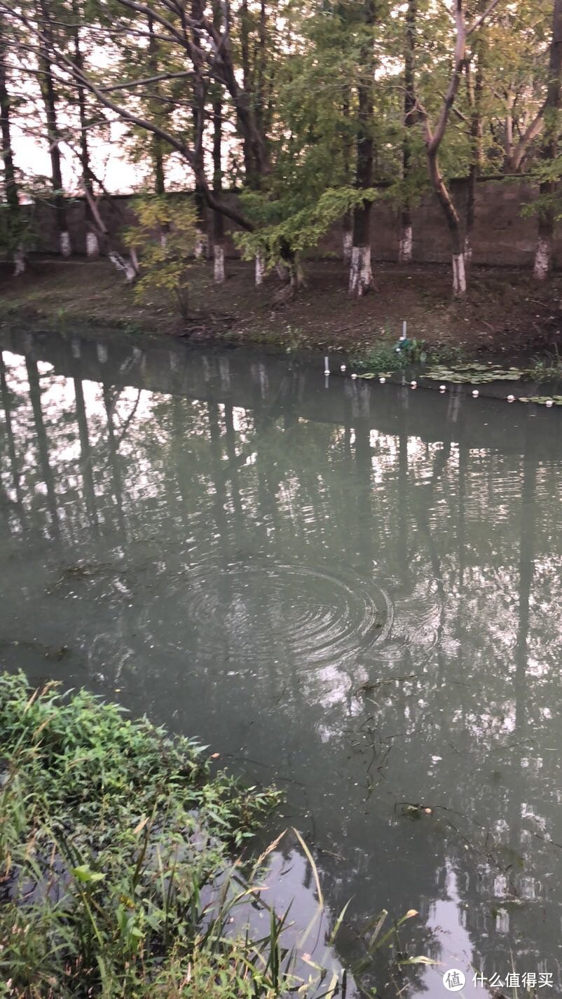 徐汇区定浦河绿地钓鱼游记（周末河边垂钓的好多人啊）看看都钓出来的什么鱼