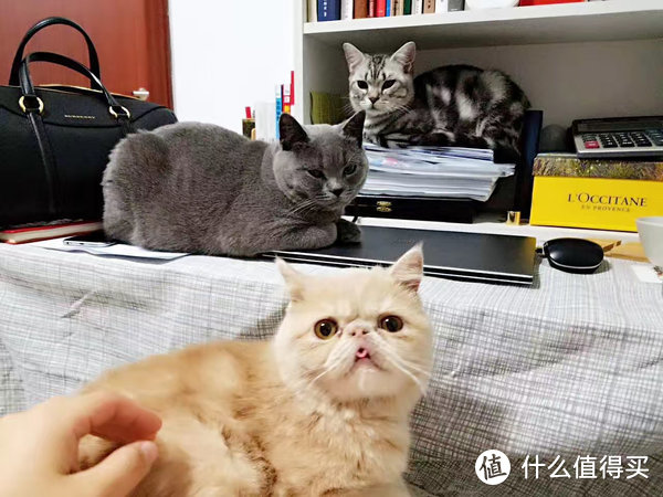 猫换主人后还会重新快乐吗