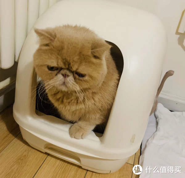 猫换主人后还会重新快乐吗