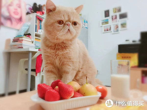 猫换主人后还会重新快乐吗