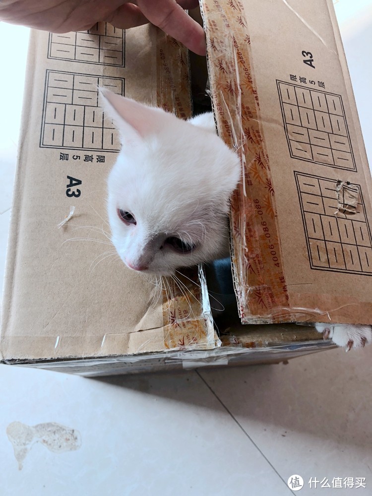 一名贫穷铲屎官给猫主子的纸箱DIY