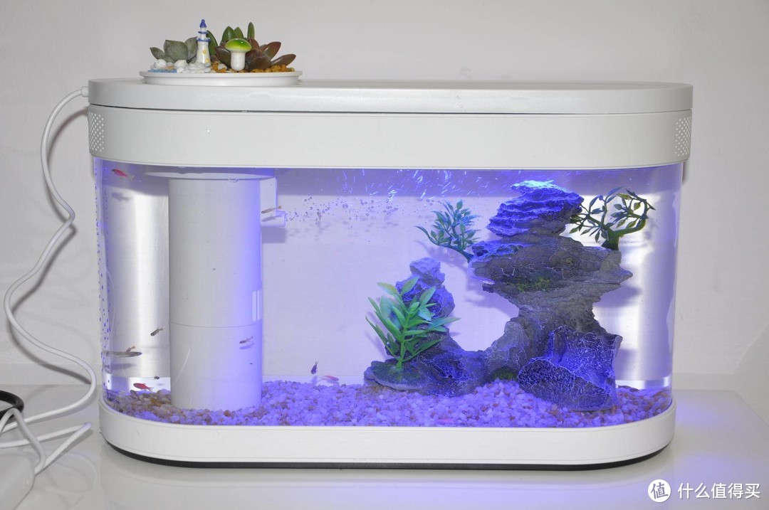 小白的懒人鱼缸造景记—画法几何两栖生态鱼缸