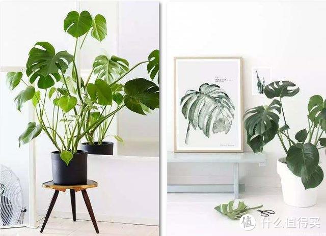 给你的家增添一点生气~便宜又好养的绿色植物大推荐！