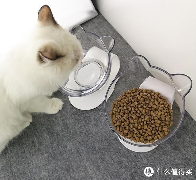 猫咪不喝水？猫碗很重要