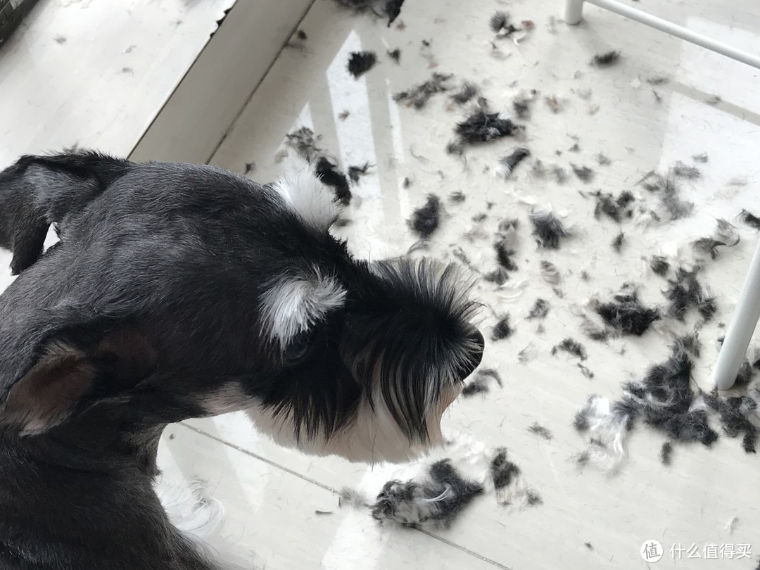 黑科技宠物产品——一款可以清理宠物毛发的美宠器
