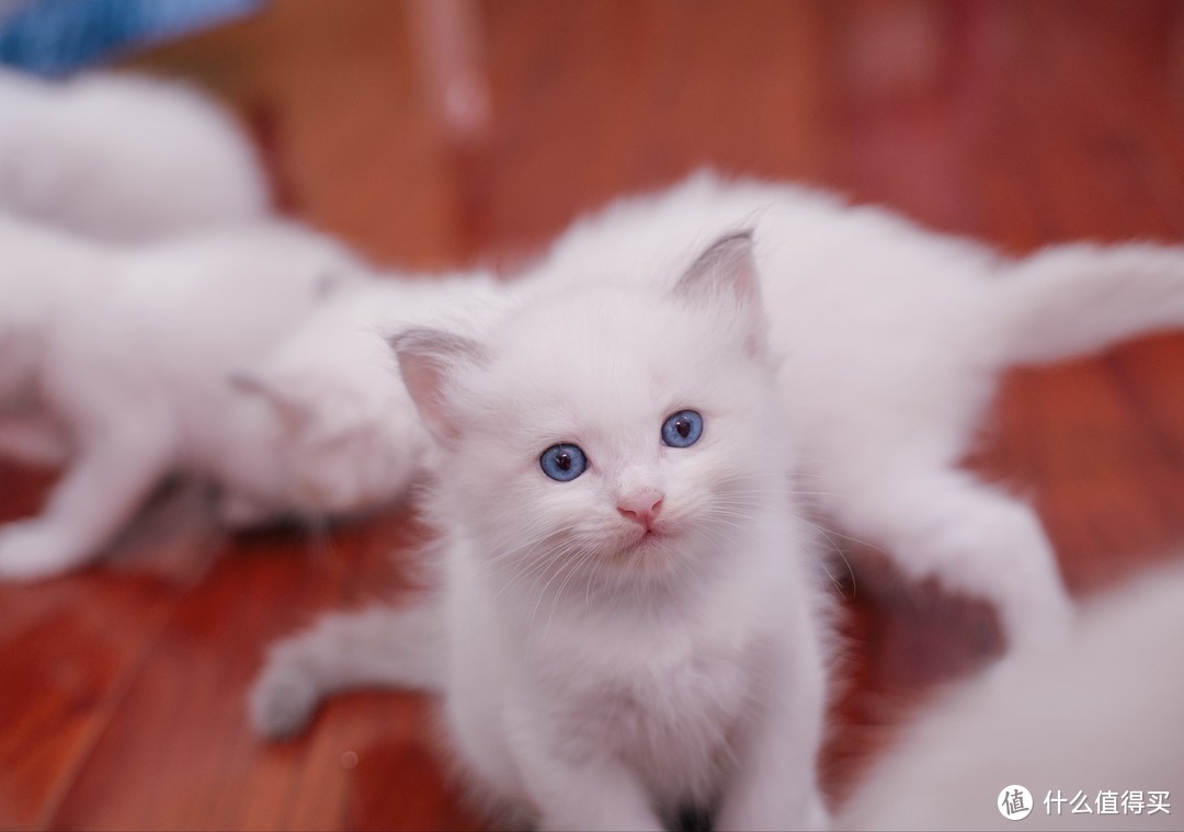 蚀人心骨欲罢不能的瘾——猫