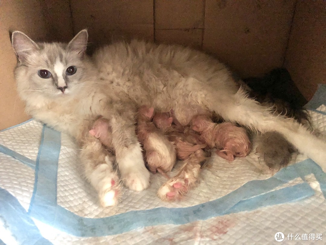 蚀人心骨欲罢不能的瘾——猫