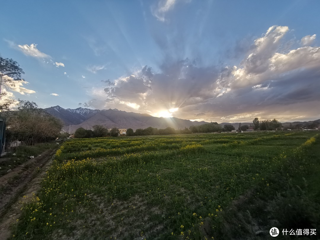 夕阳下的油菜花