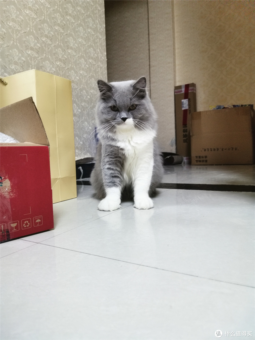 小奶猫是怎样变成胖大哥——肥猫养成记