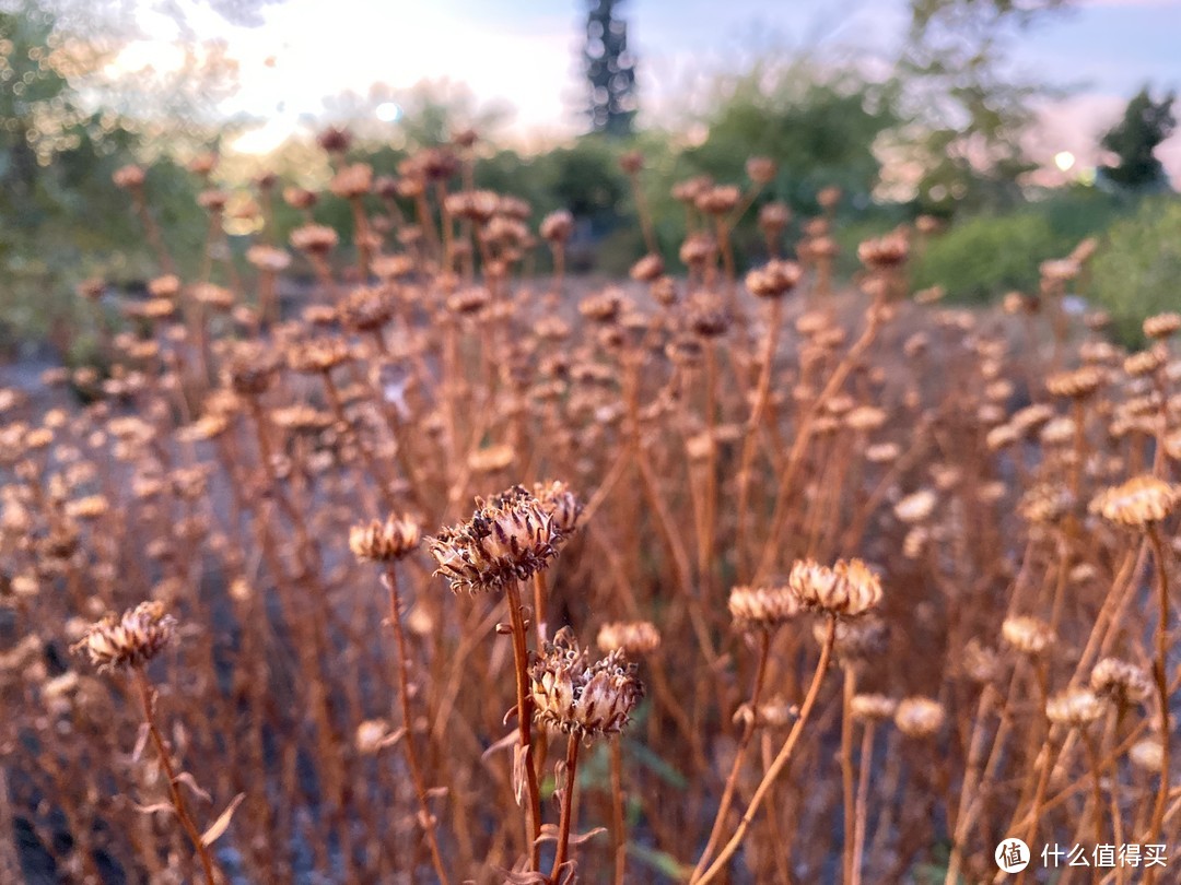 旧金山168小时，16个维度，灵魂拷问iPhone 11