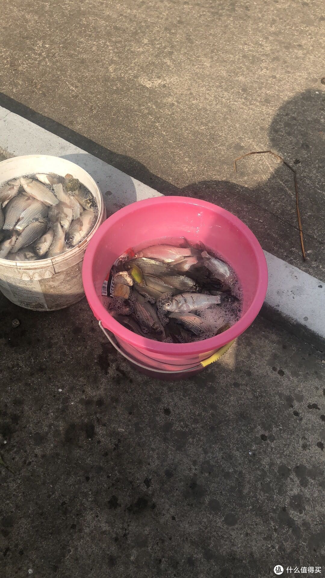 在黄浦江水中钓鱼（海中垂钓江里捞鱼）海水退潮河道捞鱼来看大叔捞鱼快乐！