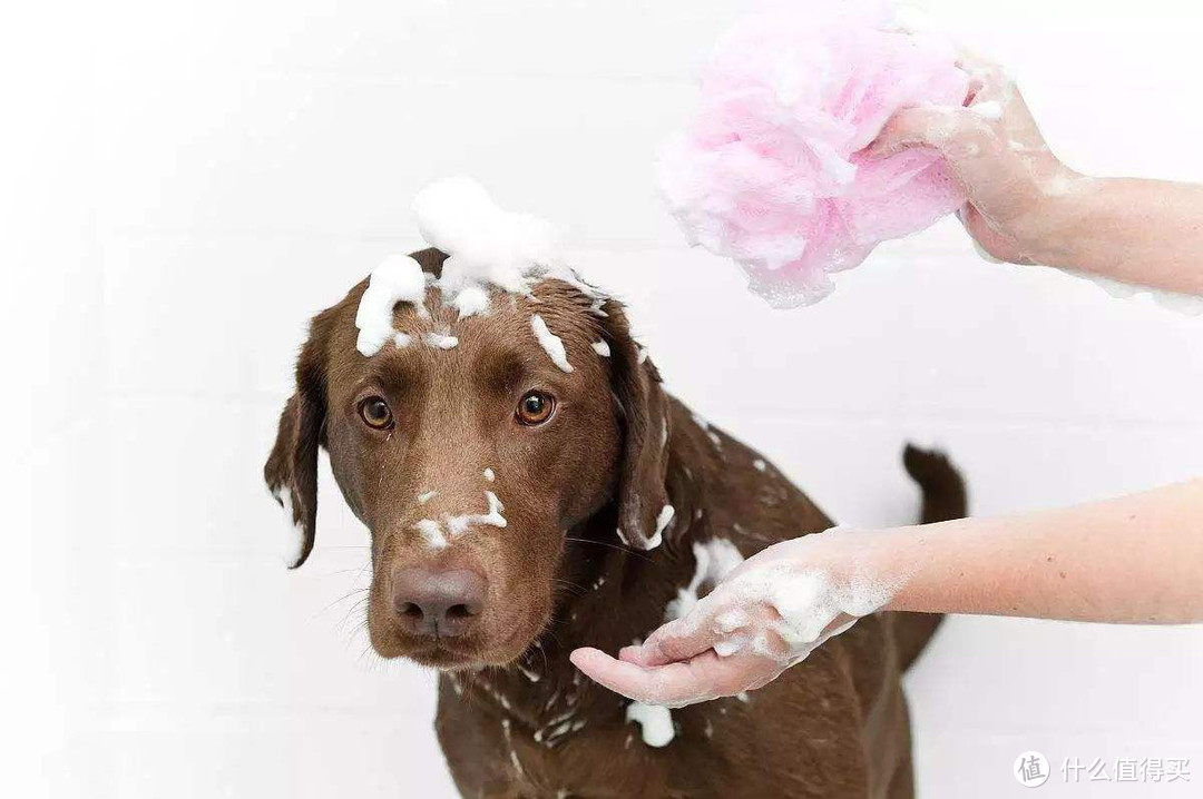 昨天刚洗的狗今天就臭了？少女教你给狗洗澡的正确姿势