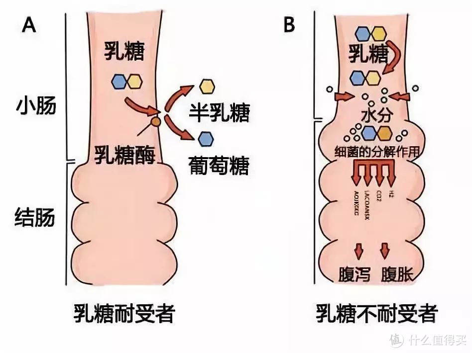 减肥党吃的酸奶怎样挑选？酸奶有哪些种类？为什么有的热量那么高