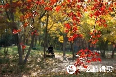 上海的秋天，把美全都给了公园！！