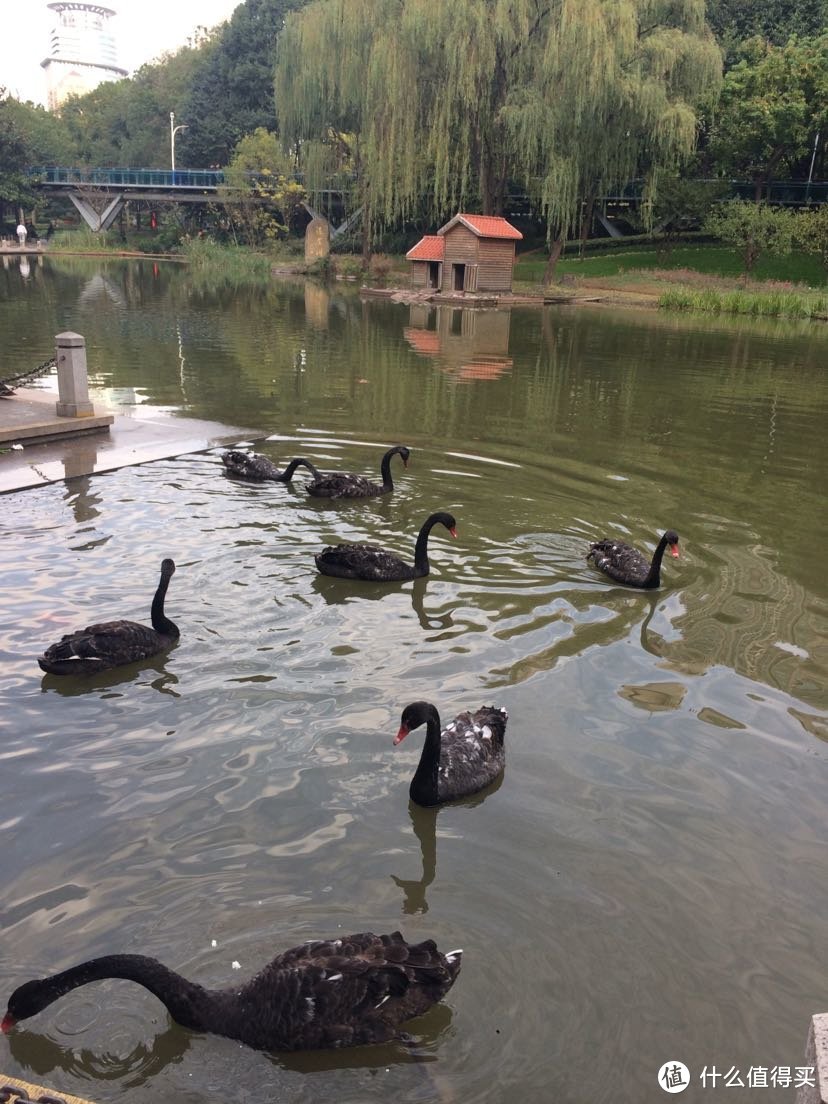 徐家汇公园（这座公园鸟语花香，就在徐家汇正中央）人与黑天鹅自然和谐相处