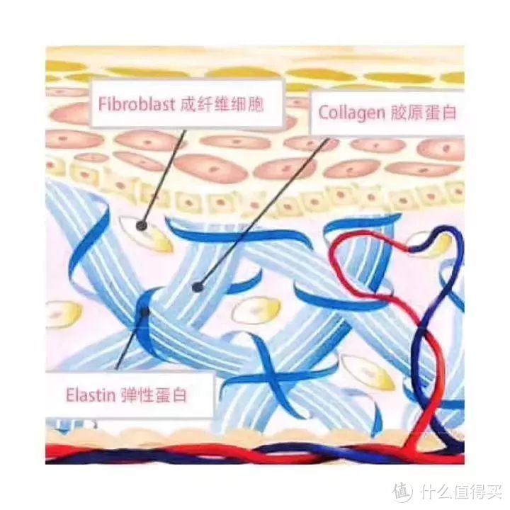 胶原蛋白是什么？为什么说它很重要？这篇文章给你答案。