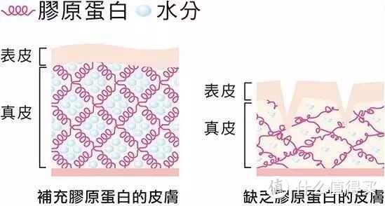 胶原蛋白是什么？为什么说它很重要？这篇文章给你答案。