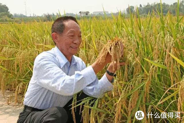 让生活更健康，大米蒸出来更香-臻米脱糖电饭煲