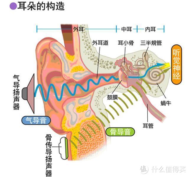 耳神经节支配图片