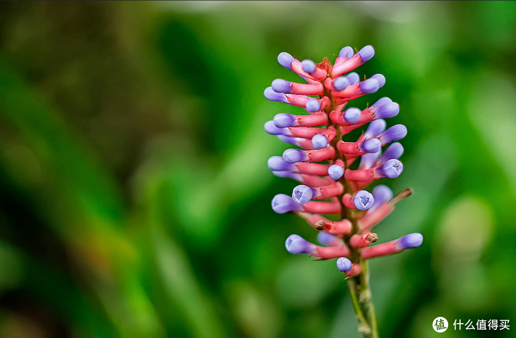 Zenitar泽尼特 50mm-M2s