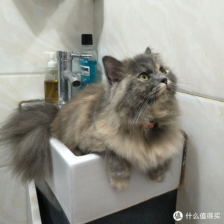 做好这两件事，8只猫咪身上的跳蚤都清光光了！