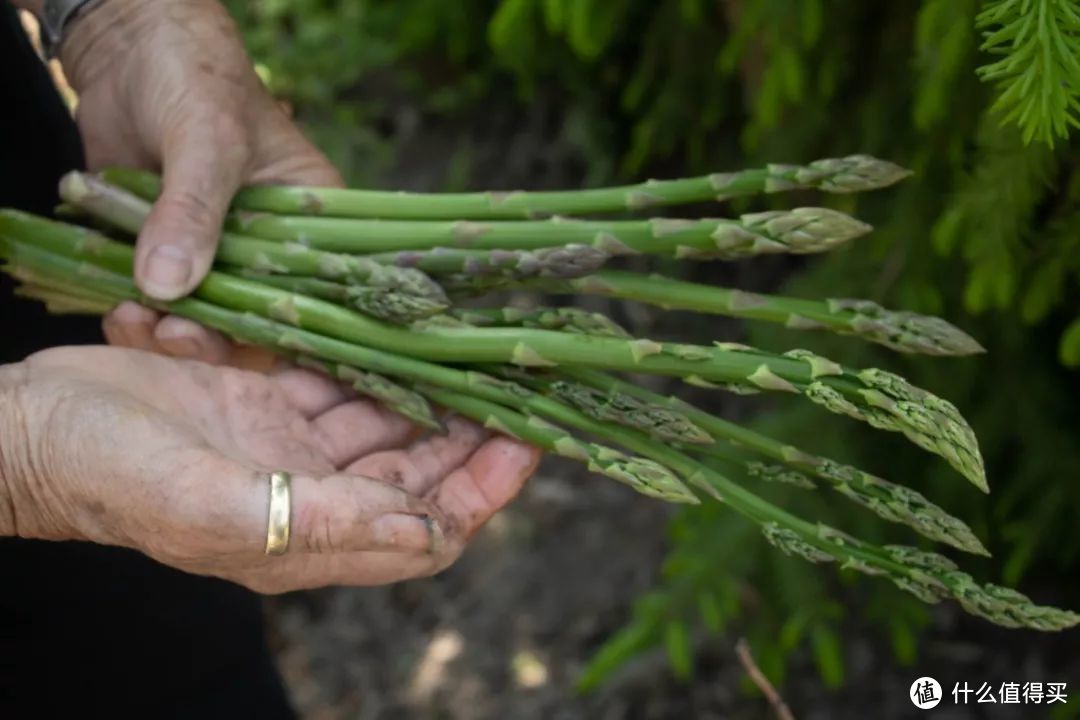 比西蓝花更低热量的芦笋，有什么营养价值？减肥怎么吃？