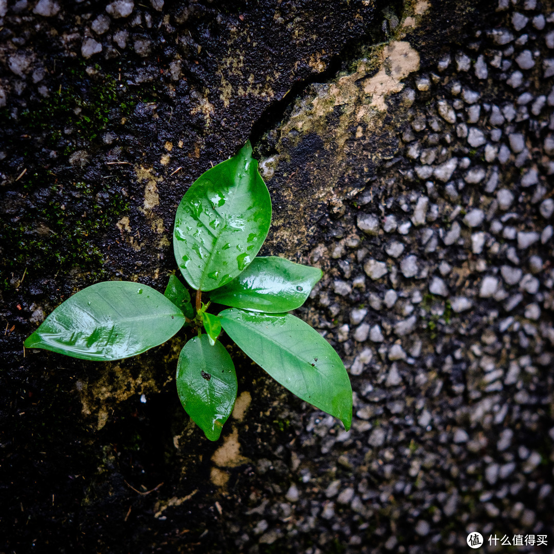 让人惊喜的体积，画质和价格——卫斯理25mm F1.7镜头详细评测