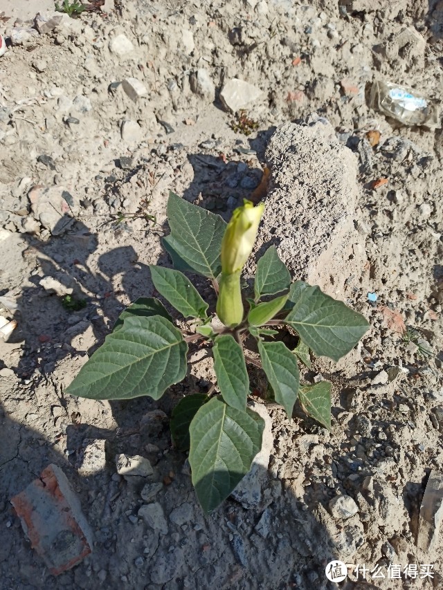 100块的无人机飞丢以后（看路边荒野地的花花草草）我是如何找不回来的？