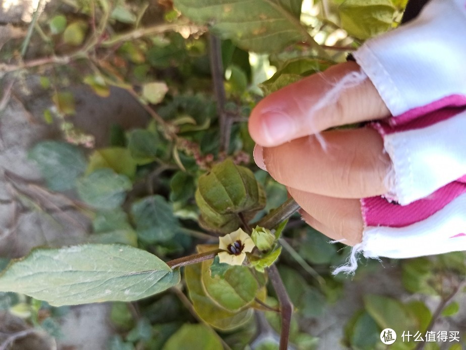 100块的无人机飞丢以后（看路边荒野地的花花草草）我是如何找不回来的？